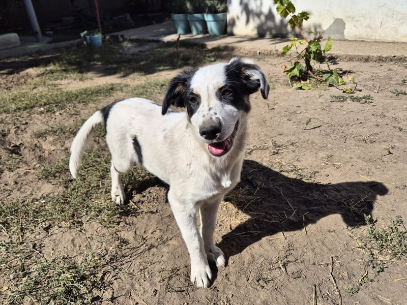 Jessy sucht eine liebevolle Familie