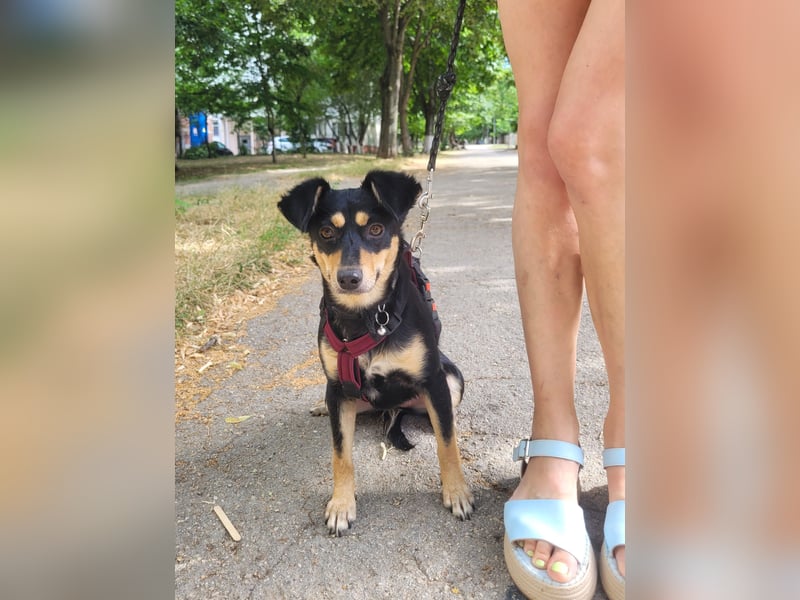 Süße Emily wünscht sich ein Für-immer-Zuhause