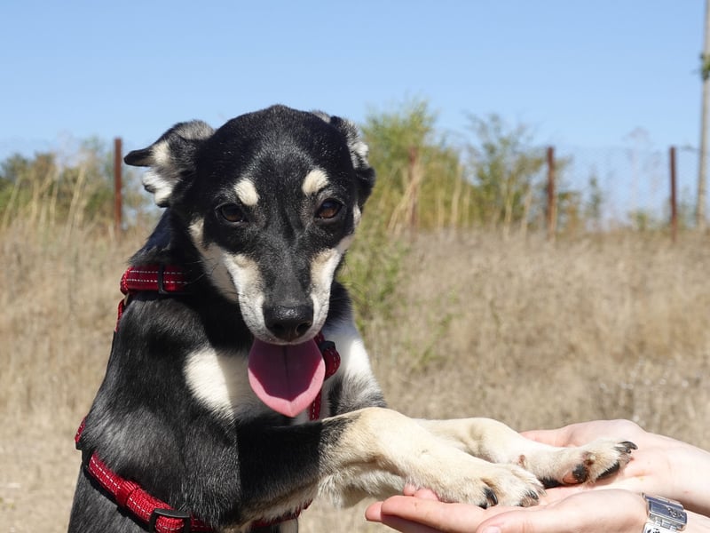 Aktive Anouk sucht ihre Menschen