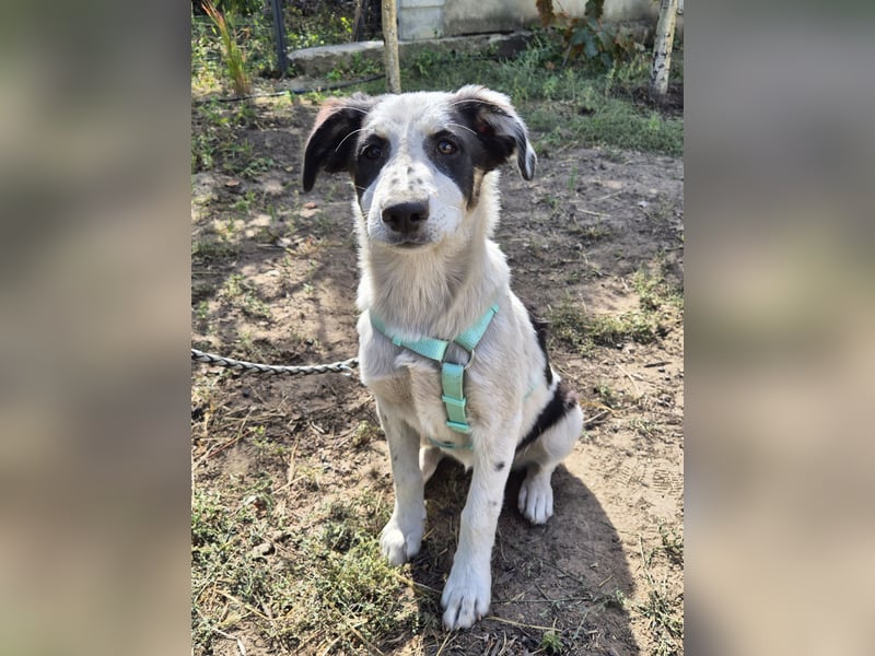 Jessy sucht eine liebevolle Familie