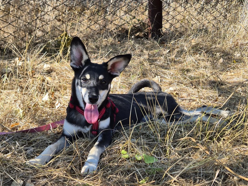 Aktive Anouk sucht ihre Menschen