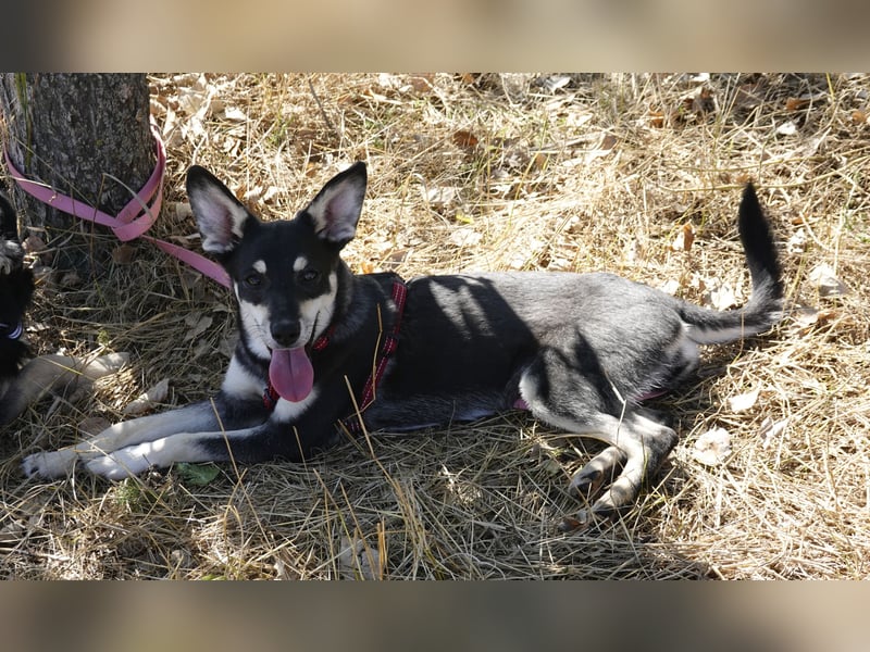 Aktive Anouk sucht ihre Menschen