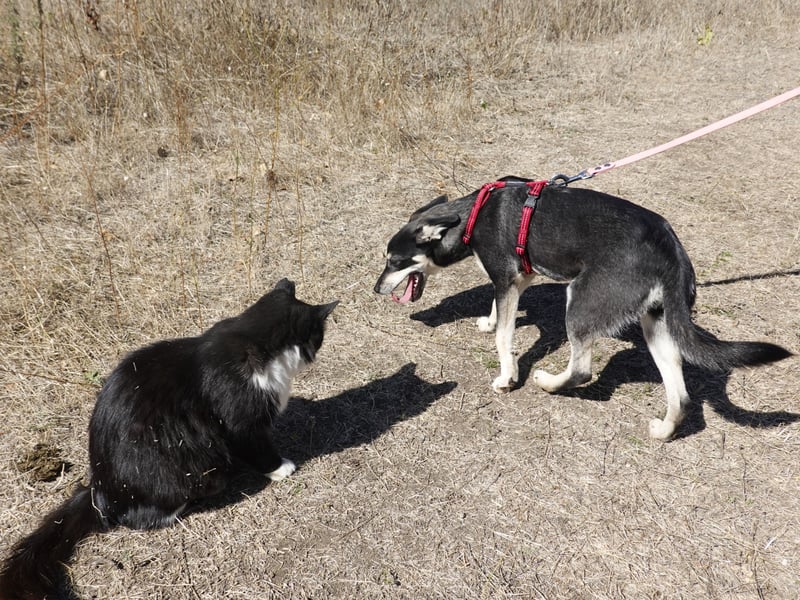 Aktive Anouk sucht ihre Menschen
