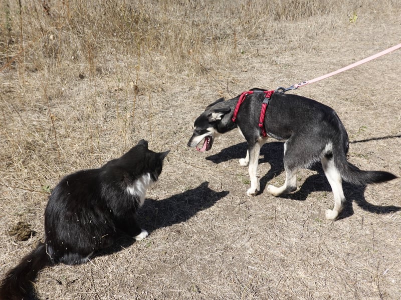 Aktive Anouk sucht ihre Menschen