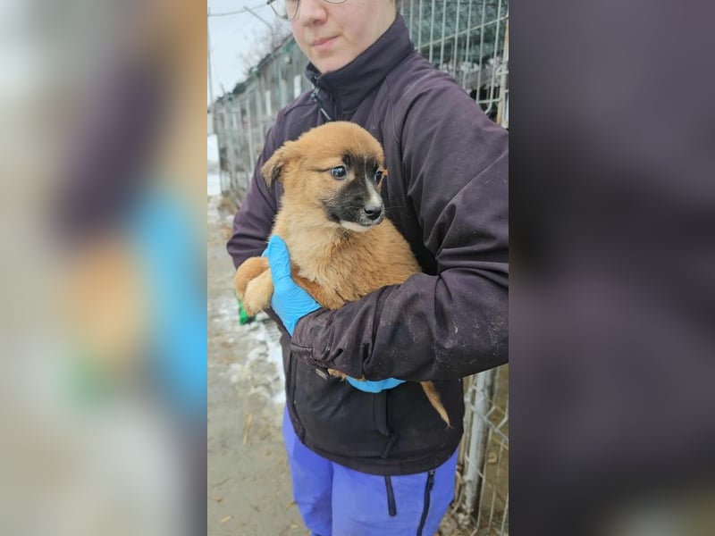 Finnja bald auf Pflegestelle