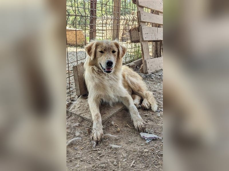 Lino möchte endlich ein zu Hause