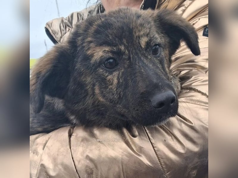 Hazel sucht ihre Menschen