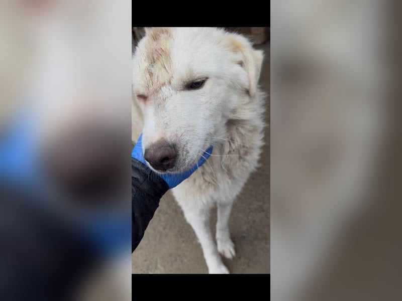 Livi sucht ein ruhiges zu Hause