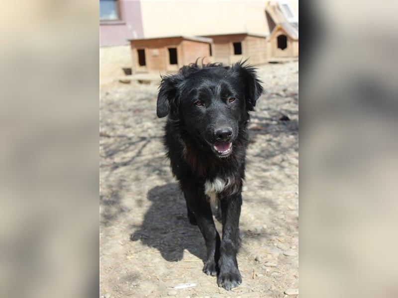 Liebenswerter Than sucht nach Geborgenheit