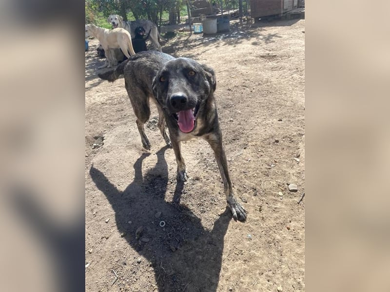 Nami wartet auf seine Chance