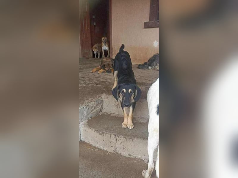 Marvie sucht ein zu Hause