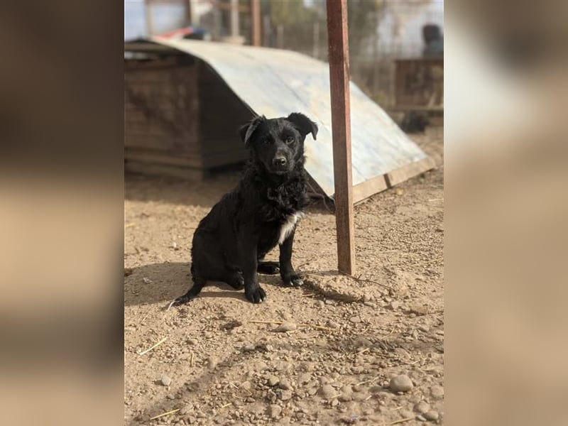 Liebenswerter Than sucht nach Geborgenheit