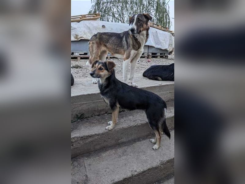 Crispy möchte endlich gesehen werden