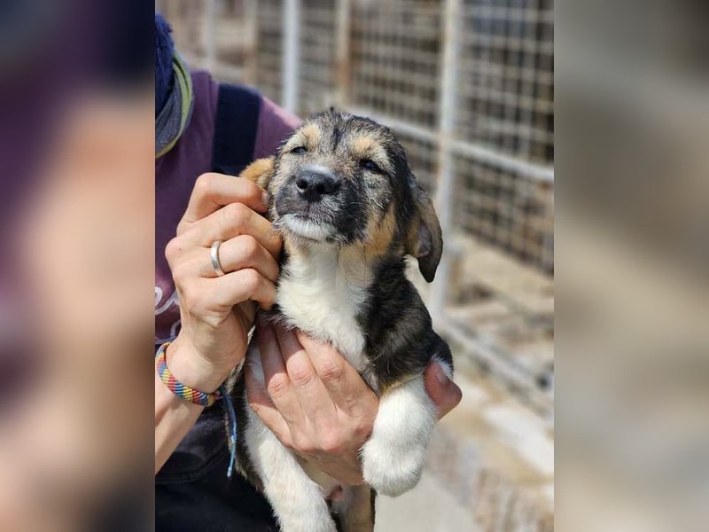 Benny ist wieder auf der Suche nach einem zu Hause