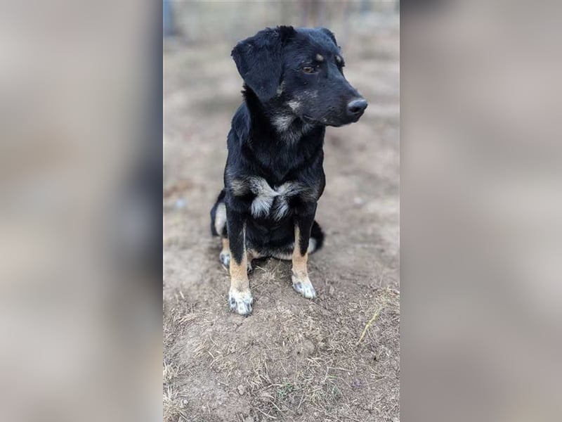 Negruta träumt vom großen Glück