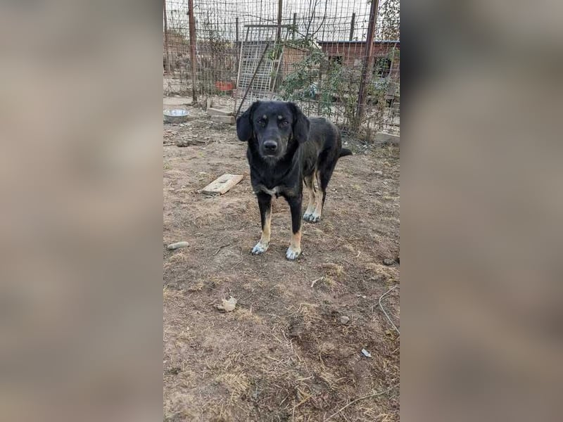 Negruta möchte ein zu Hause