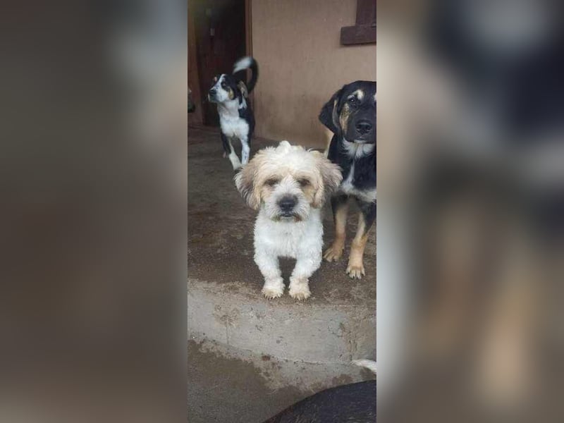 Marvie sucht ein zu Hause