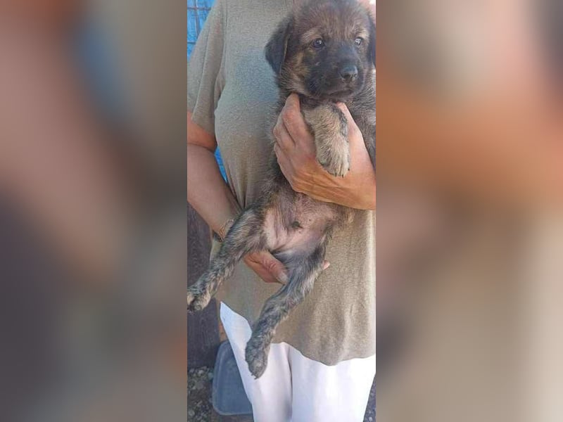 Sammy auf Pflegestelle in 06844 Dessau Rosslau