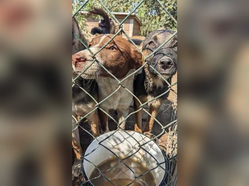 Jaro sucht Sicherheit