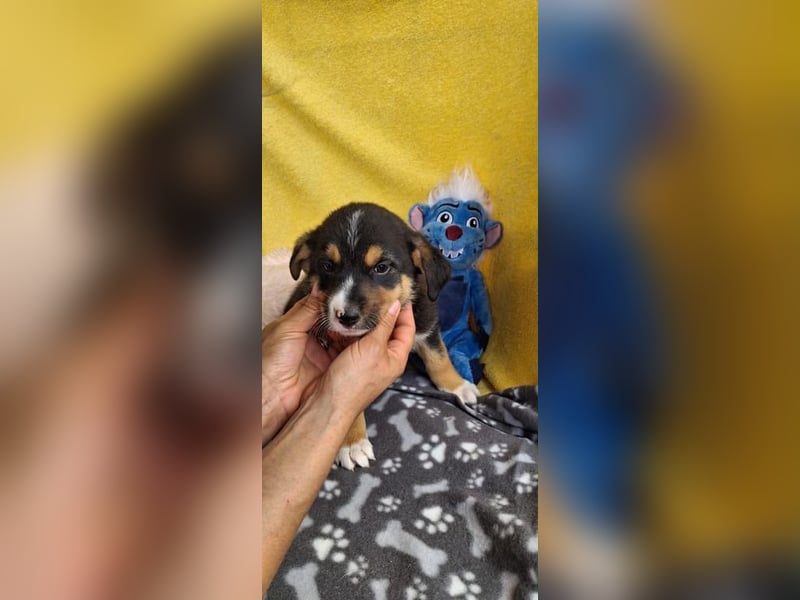 Pinscho sucht sein Abenteuer