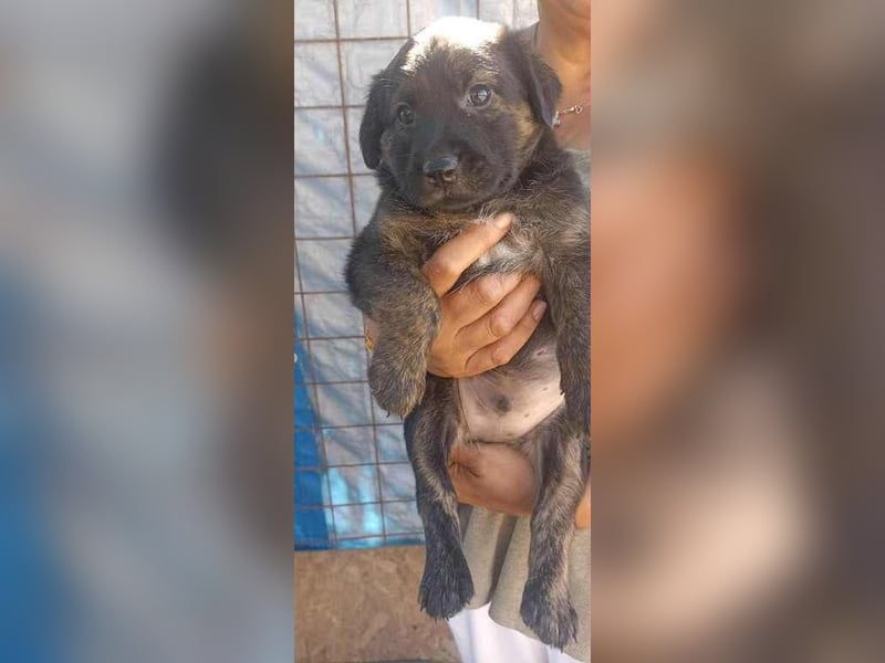 Jerry sucht seine Menschen