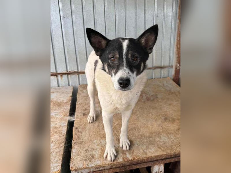 Hans bald im Glück?