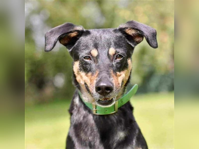 Franzi auf Pflegestelle im Hundezentrum Underdog in 06895 Kropstädt