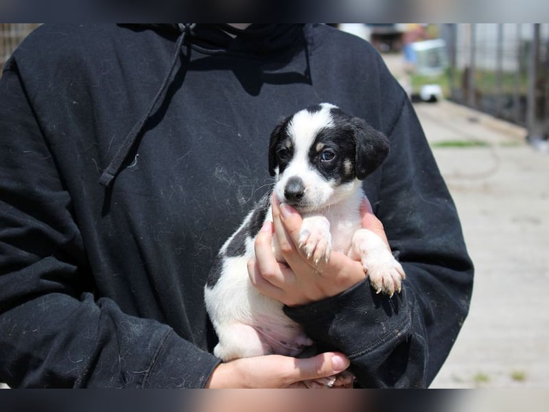 Caidee in 26954 Nordenham sucht neues zu Hause