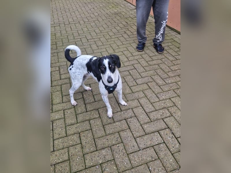 Caidee in 26954 Nordenham sucht neues zu Hause