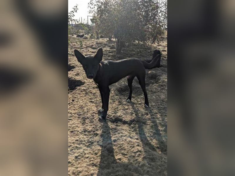 Vitor braucht Zeit zum ankommen