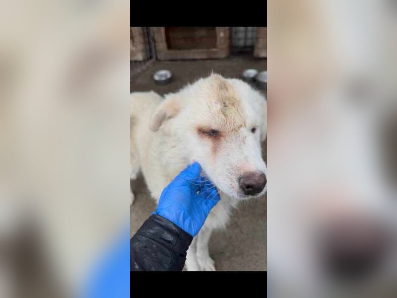 Livi sucht ein ruhiges zu Hause