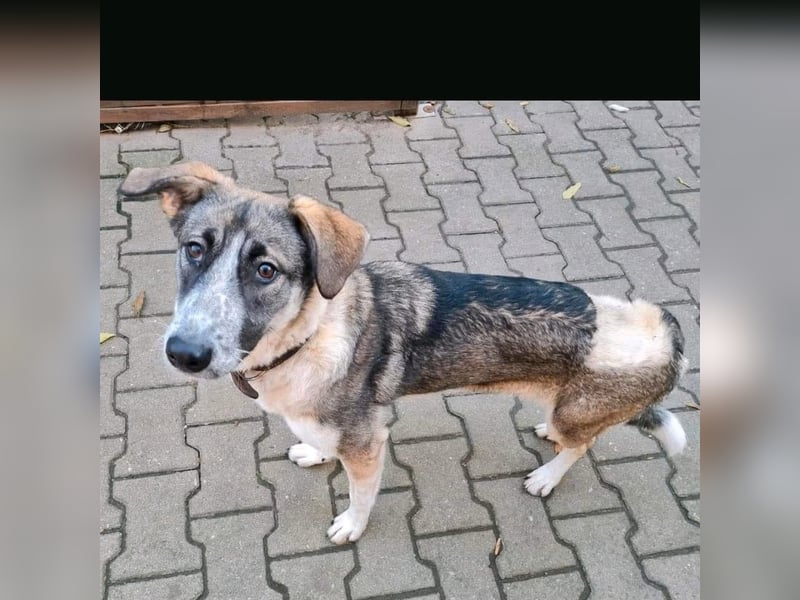 Maila auf Pflegestelle in 06386 Kleinpaschleben