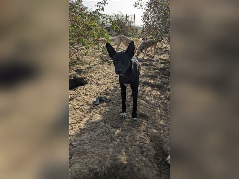 Vitor braucht Zeit zum ankommen