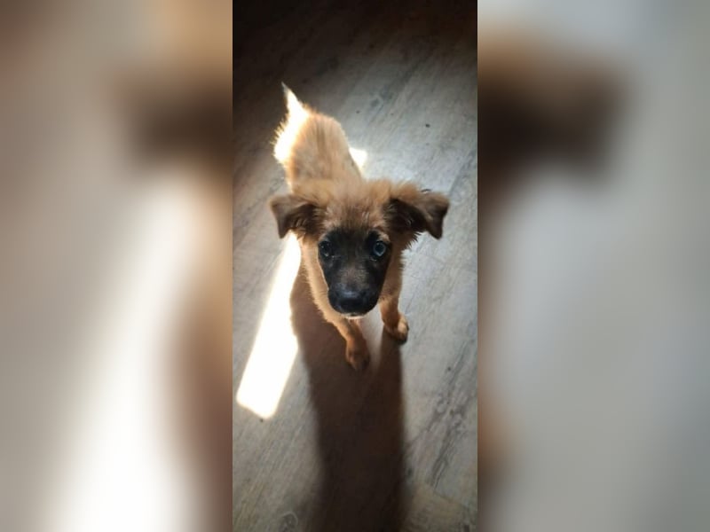Pippa sucht ihr zu Hause