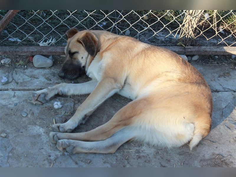 Amelie wartet ganz geduldig auf ihre richtige Familie