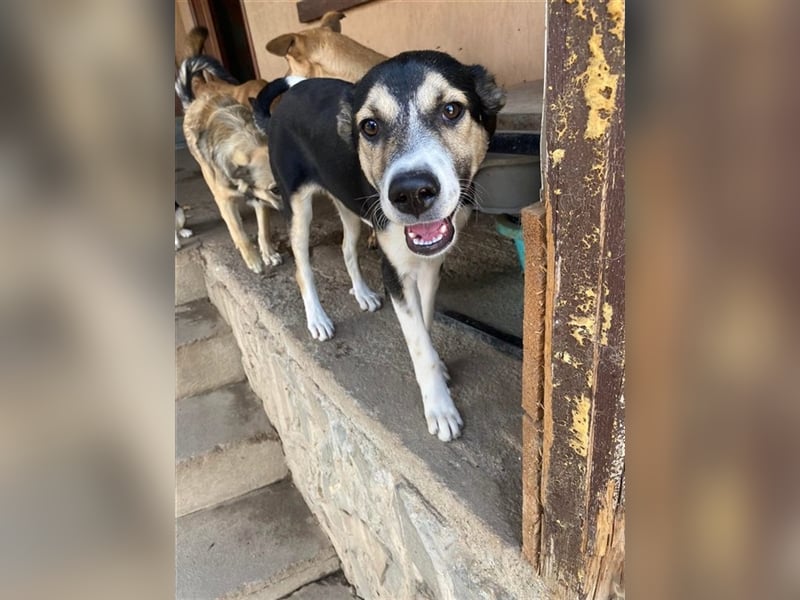 Ludwig sucht Bauchkrauler