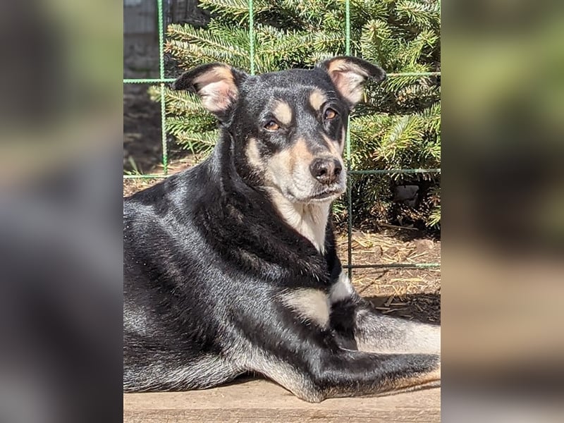 Tinkerbell muss ihr zu Hause verlassen, derzeit auf Pflege in Oberammergau