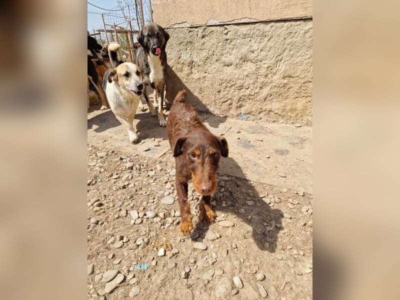 Xena sucht passende Menschen