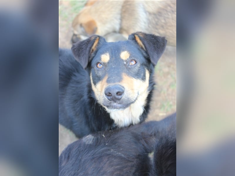 Barney Herz zu verschenken