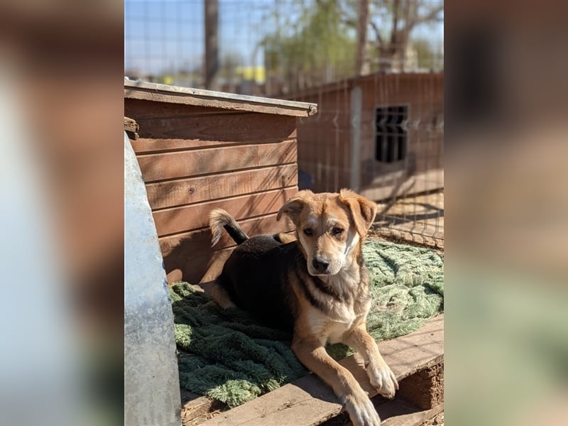 Cookie hat bald Geburtstag,er wird 1 Jahr, sein Wunsch ist ihn in ein eigenes zuhause zu verbringen