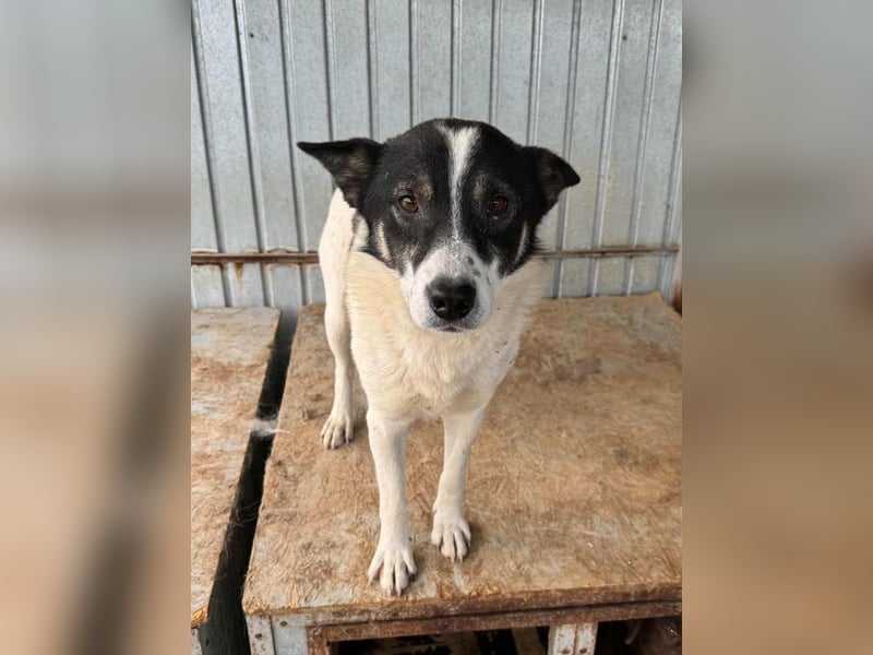 Hans bald im Glück?