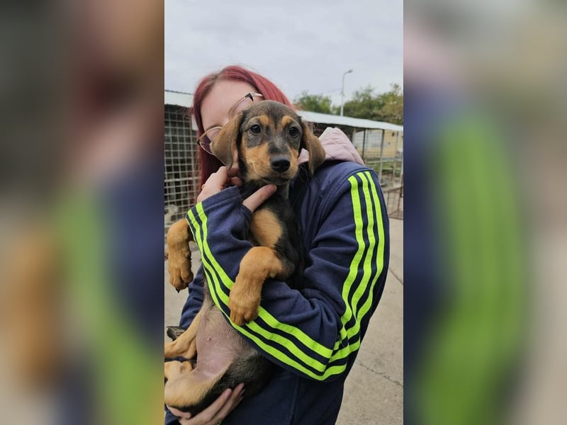 Gila sucht Kuschelplatz