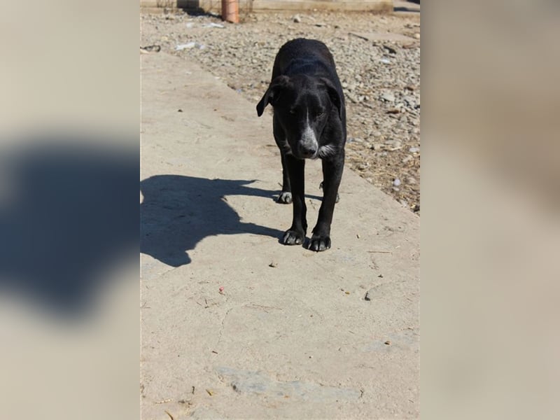 Der süße Dobby sucht sein Zuhause