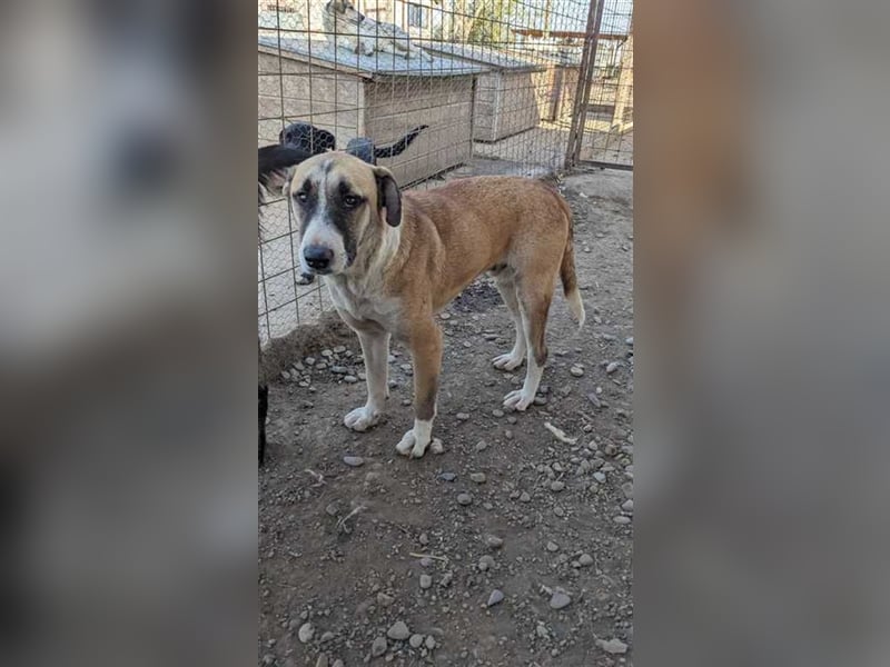 Coquito wünscht sich Ruhe und Sicherheit