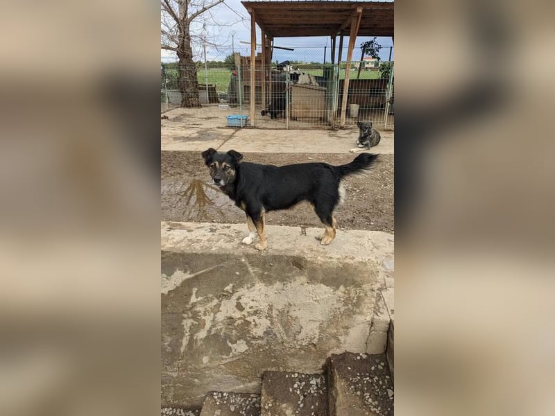 Malinka sucht ein ruhiges zu Hause