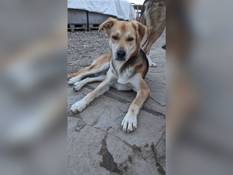 Cookie sucht endlich sein Glück