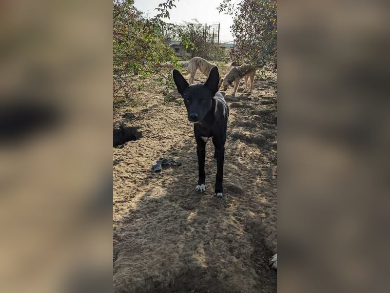 Vitor sucht sein Glück
