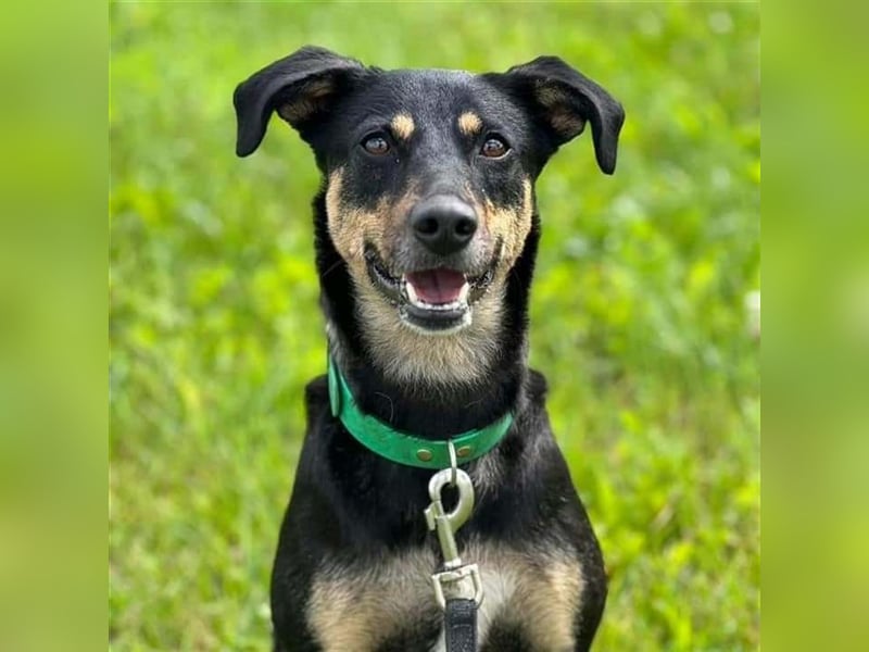 Franzi auf Pflegestelle im Hundezentrum Underdog in 06895 Kropstädt