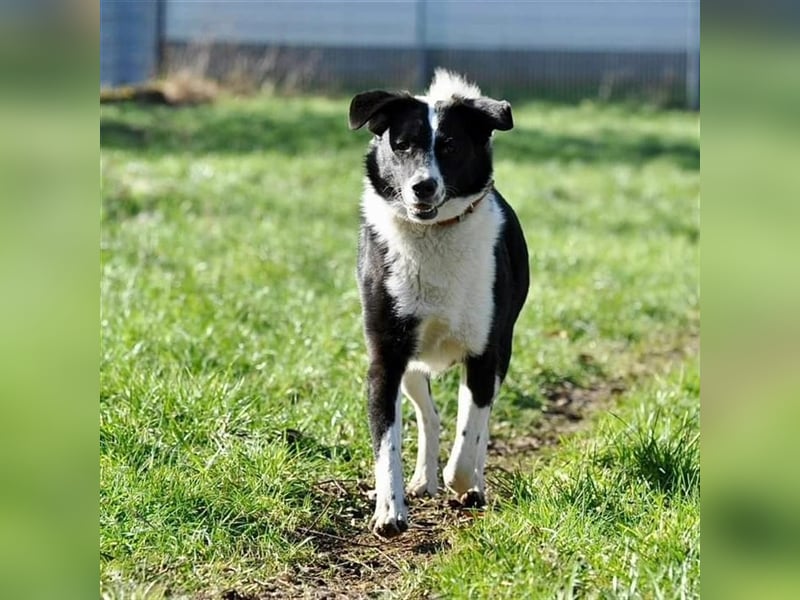 Maya auf Pflegestelle in  06895 Kropstädt