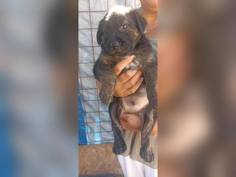 Jerry sucht seine Menschen